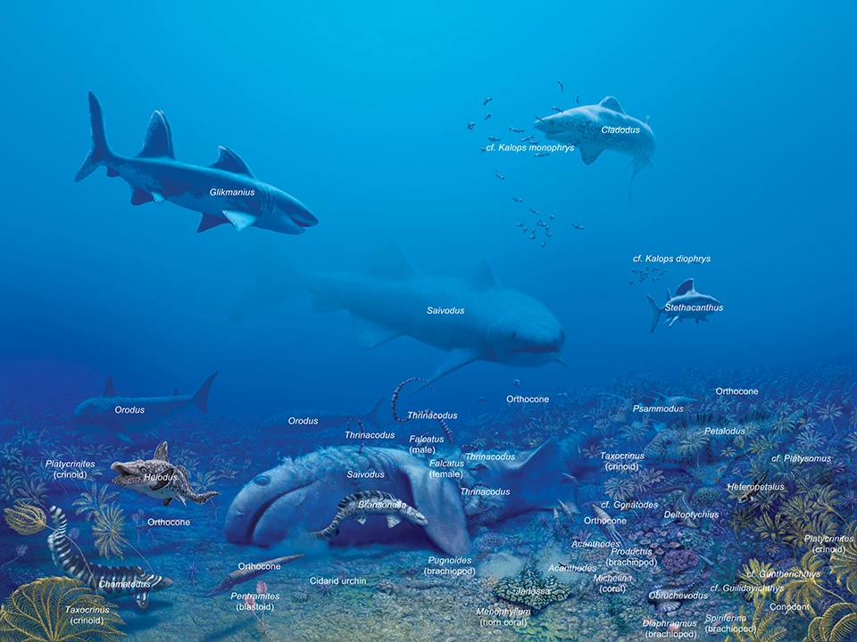 shark mural