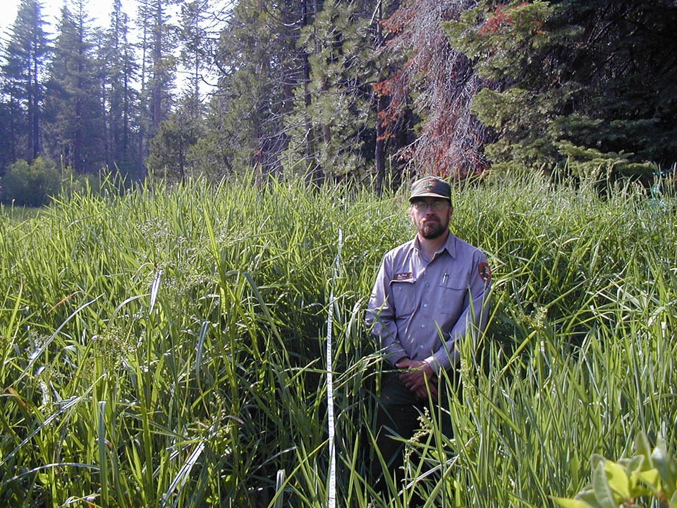 A park ranger standing in shoulder height invasive weeds