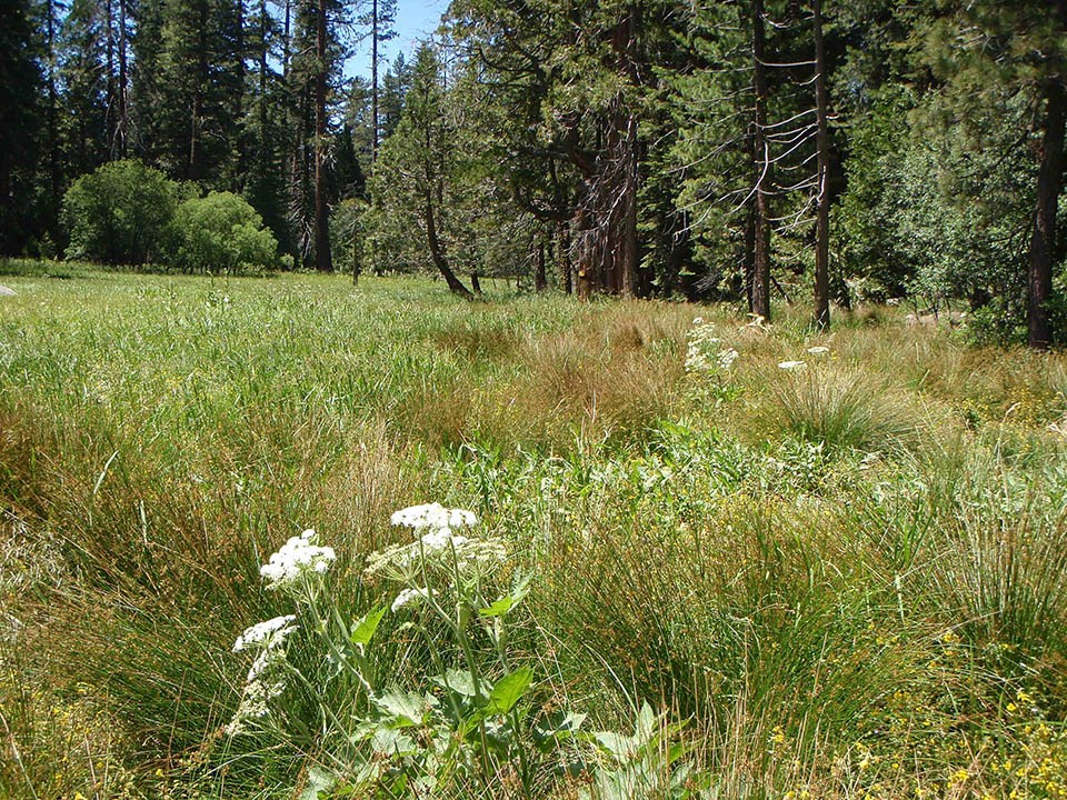 A park ranger standing in shoulder height invasive weeds