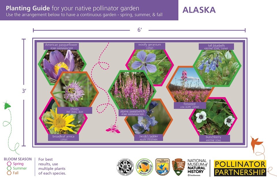 Alaska Pollinator Card (front)