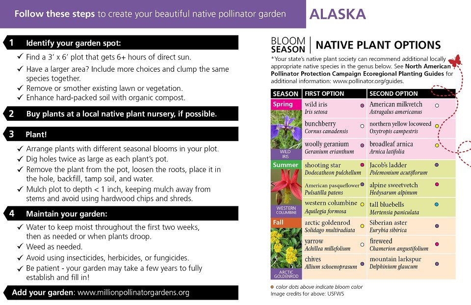 Alaska Pollinator Card (front)