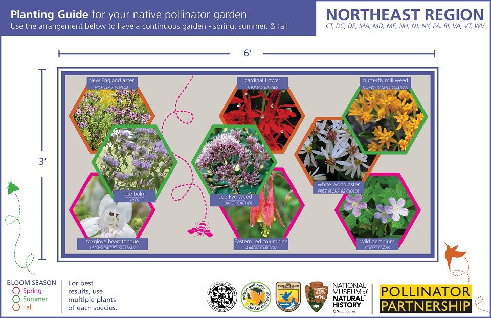 Northeast Region Pollinator Card (front)