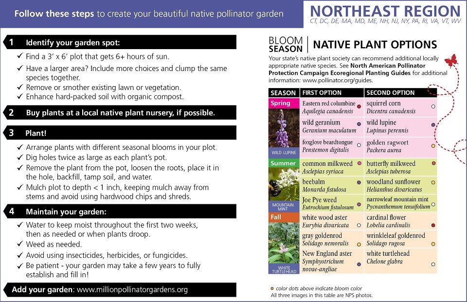 Northeast Region Pollinator Card (front)