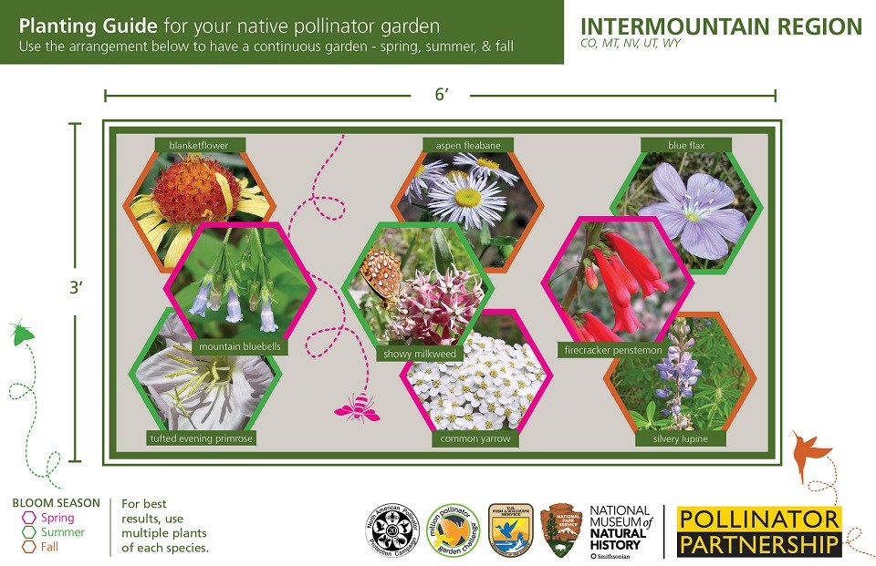 Intermountain Region Pollinator Card (front)
