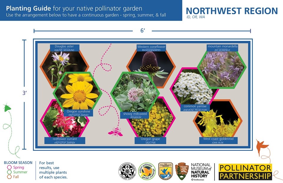 Northwest Region Pollinator Card (front)