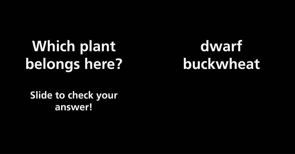 Which plant belongs here? Photo of a sunny cinder slope dotted with tiny white flowers.