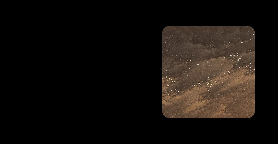 Which plant belongs here? Photo of a sunny cinder slope dotted with tiny white flowers.