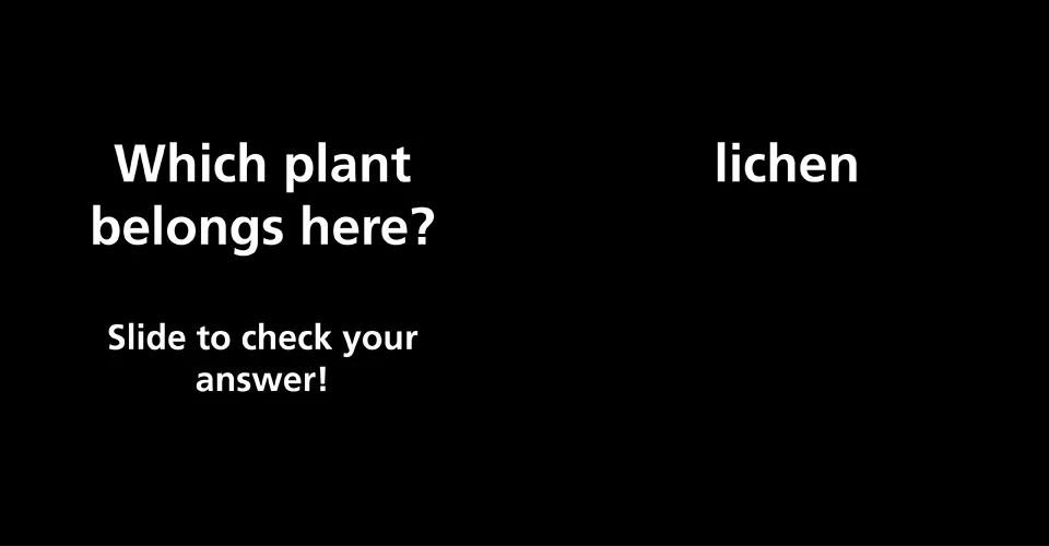 Which plant belongs here? Photo: Large lava rocks next to a trail.