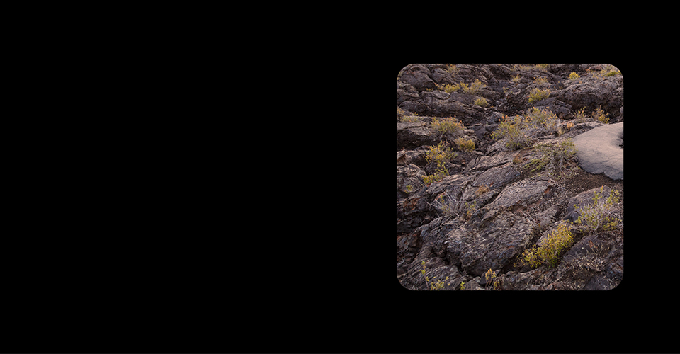 Which plant belongs here? Photo: Large lava rocks next to a trail.
