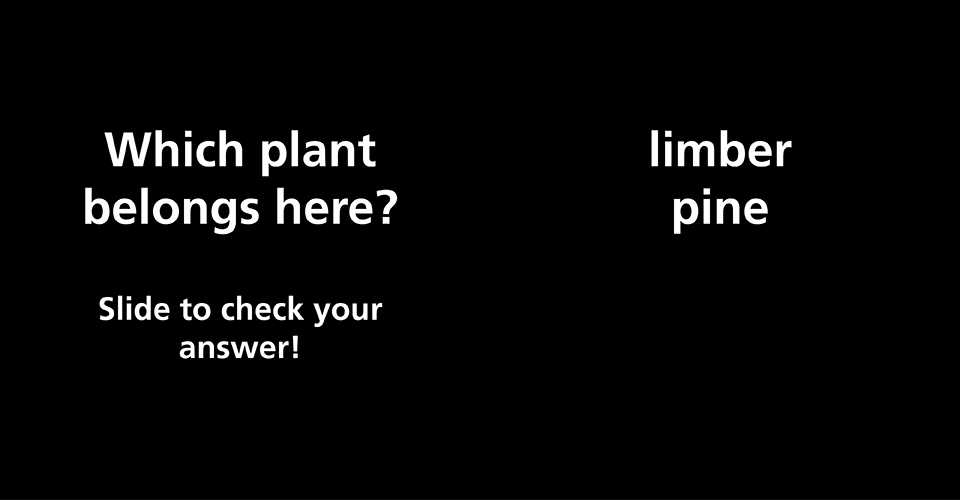 Which plant belongs here? Photo of a cinder slope with a few pine trees.