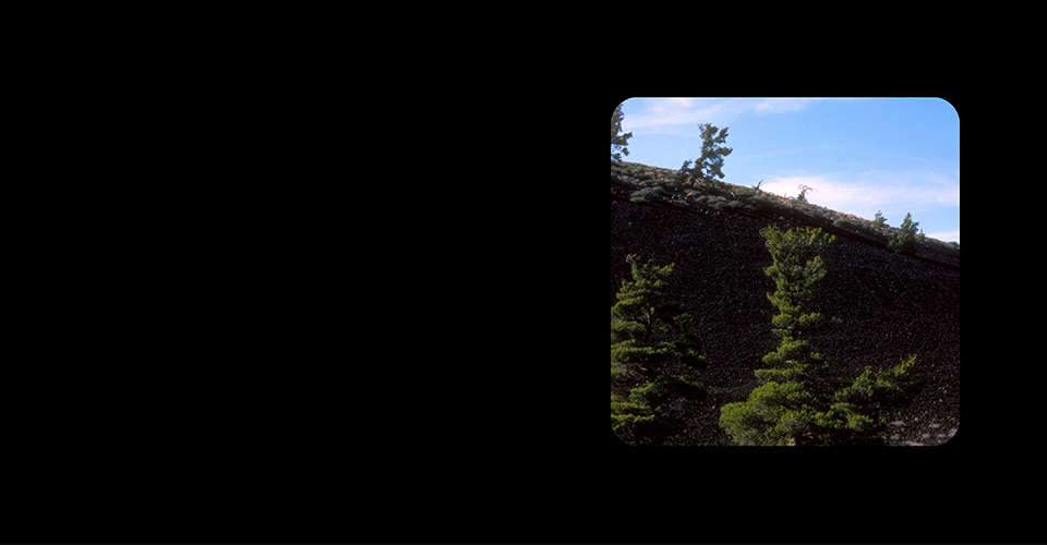 Which plant belongs here? Photo of a cinder slope with a few pine trees.