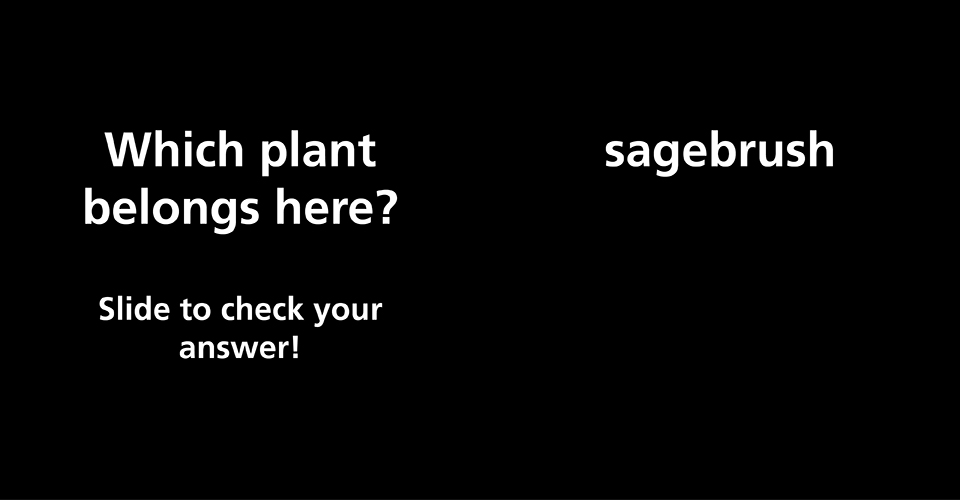 Which plant belongs here? Photo of a flat plain with soil instead of rocks, covered in different kinds of plants.