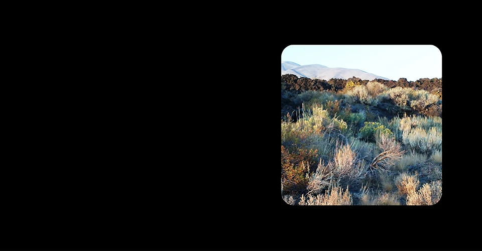 Which plant belongs here? Photo of a flat plain with soil instead of rocks, covered in different kinds of plants.