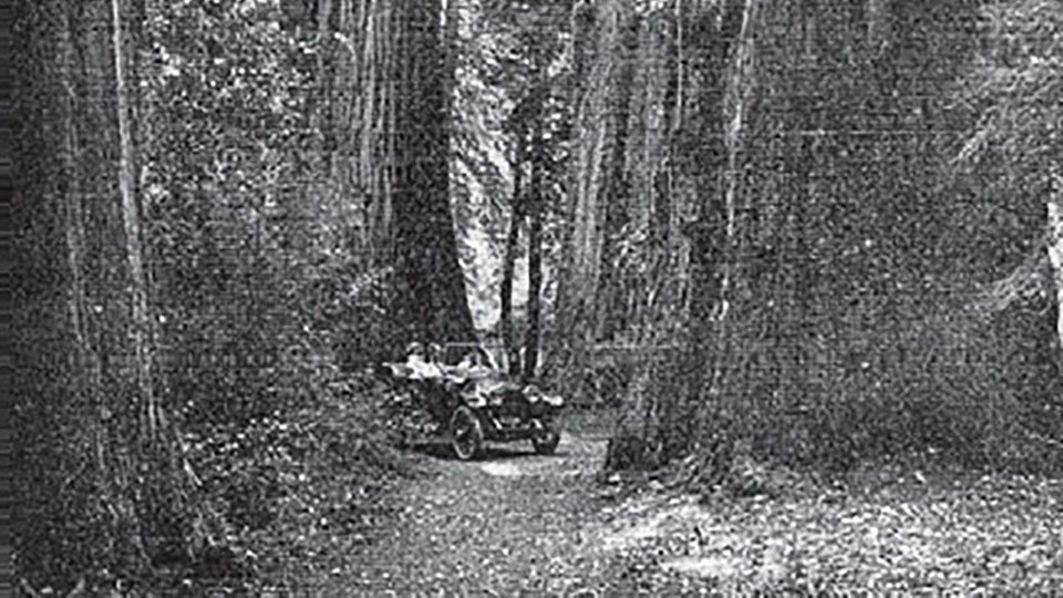 automobile on muir woods trail