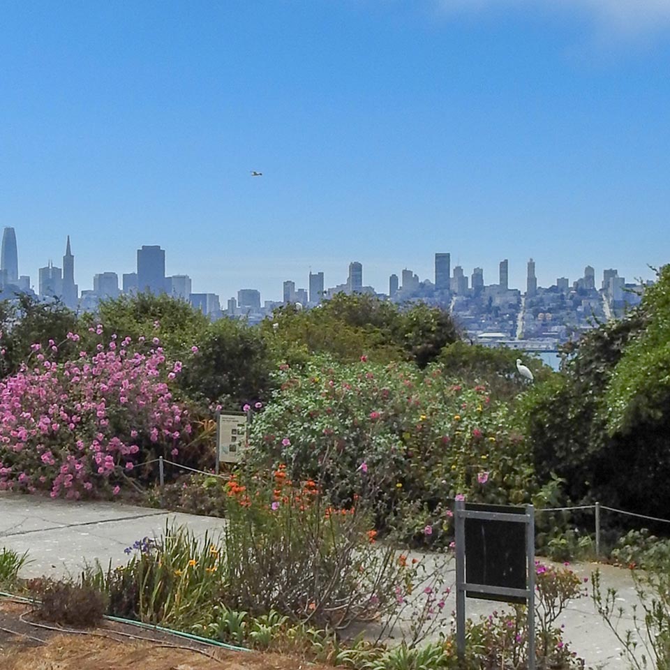 teepee in alcatraz garden faces SF cityscape