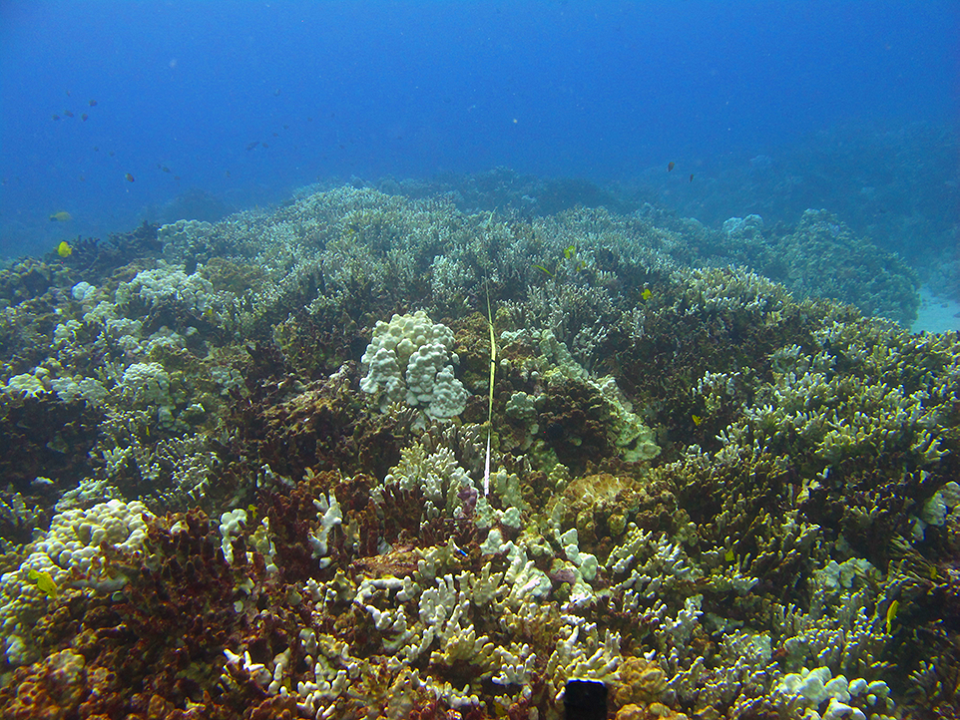 A diver swims above a healthy reef.