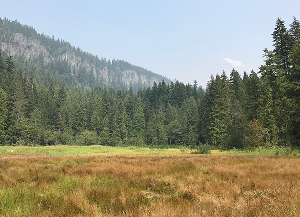 A green meadow surrounded by forested ridgeline, blue skies, and view of Mount Rainier.