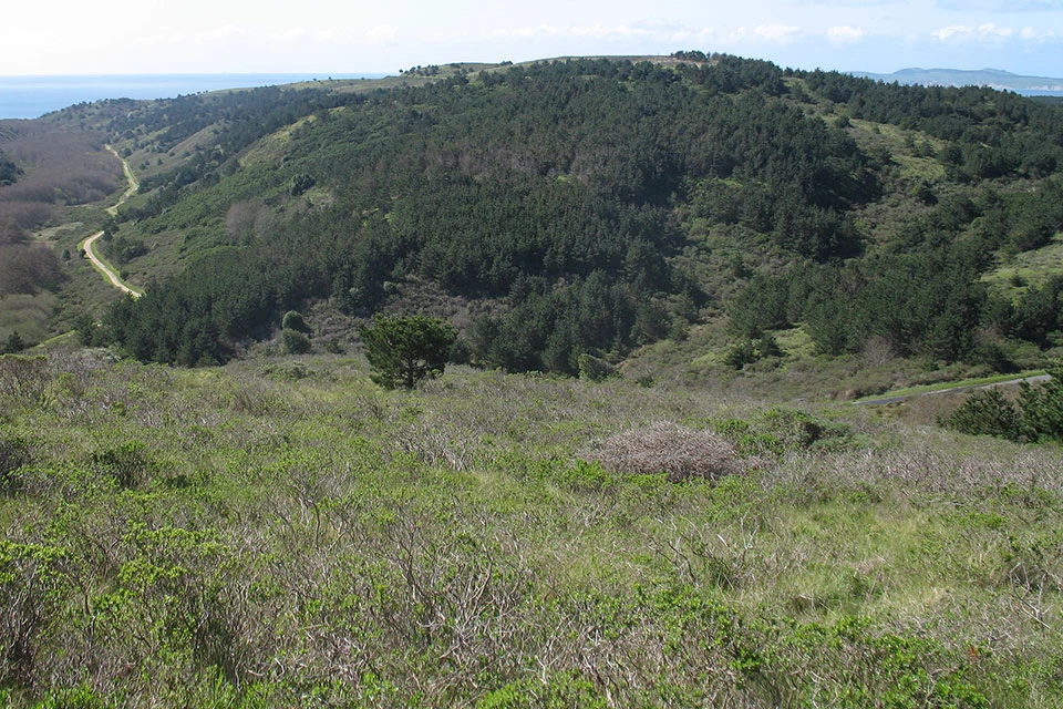 Relatively healthy, but densely-packed, 14-year old bishop pine trees grow on a ridge.