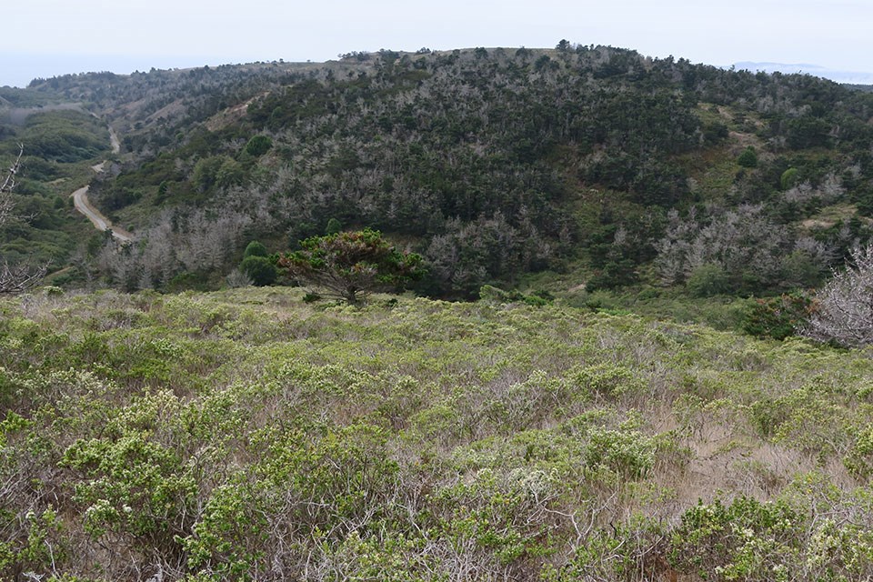 Relatively healthy, but densely-packed, 14-year old bishop pine trees grow on a ridge.