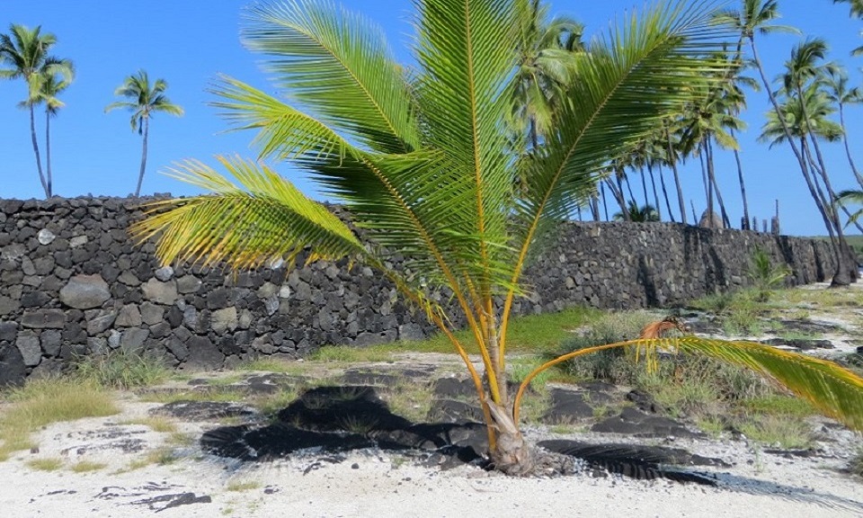 Historic photograph of the Great Wall with boy standing in front of it (late 1800s)