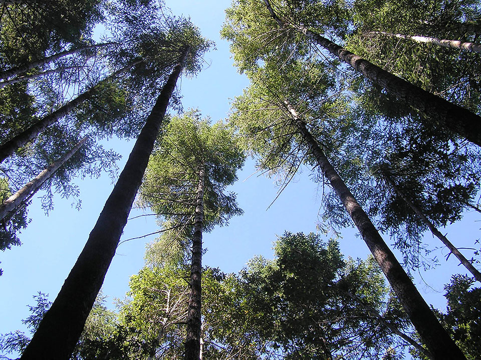 Too many Douglas-fir and redwood trees struggle for light.