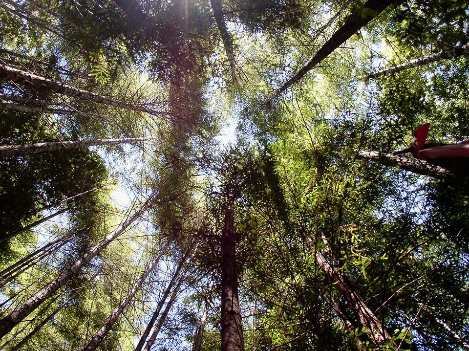 Too many Douglas-fir and redwood trees struggle for light.