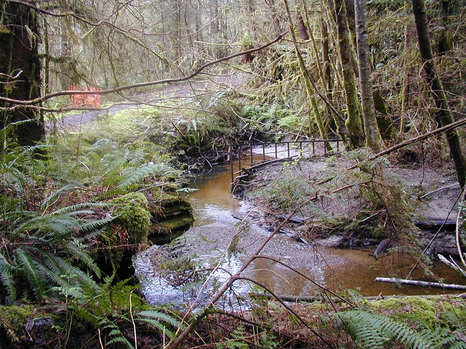 A ponded creek is surrounded by trees