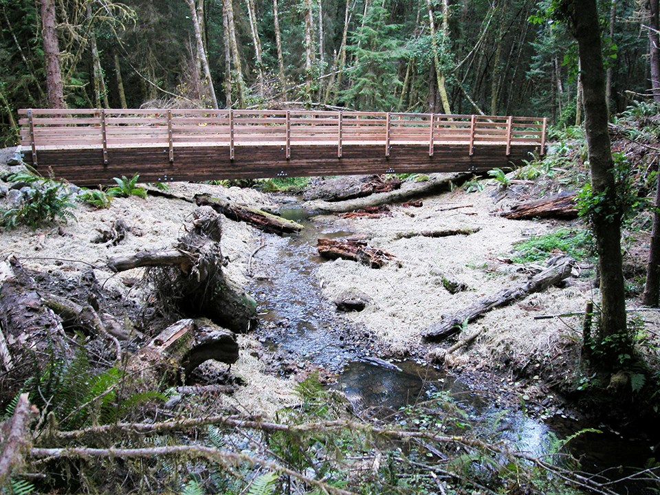 A ponded creek is surrounded by trees