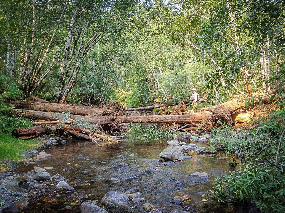 A free flowing creek with little obstruction