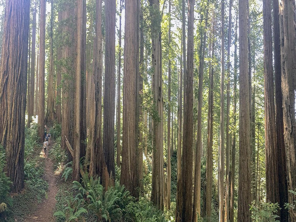 Visitors walk through old-growth redwood trees