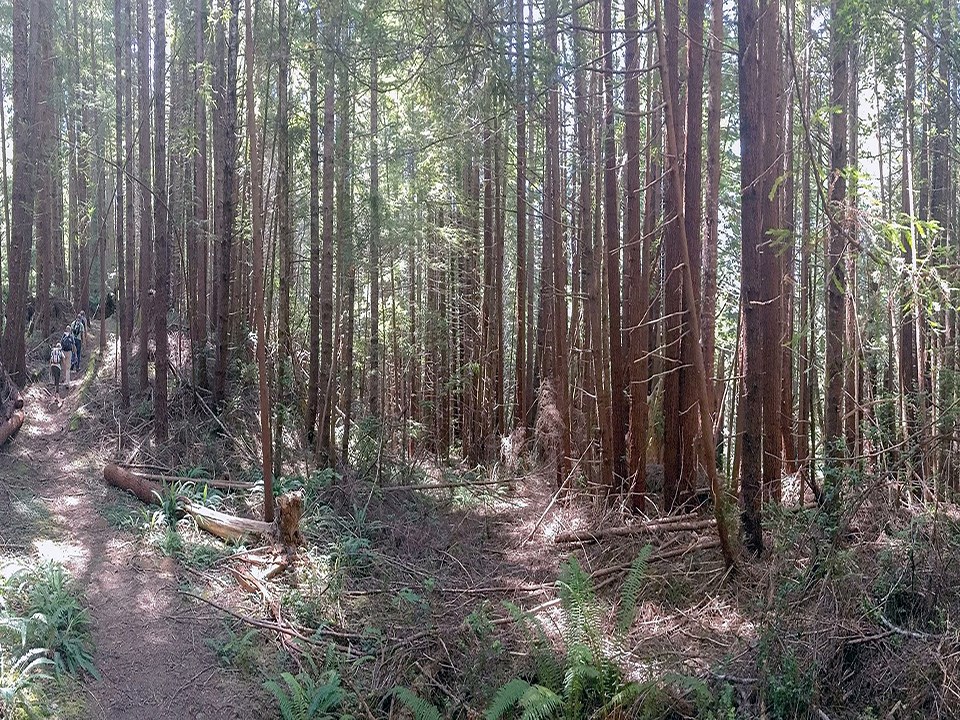 Visitors walk through old-growth redwood trees