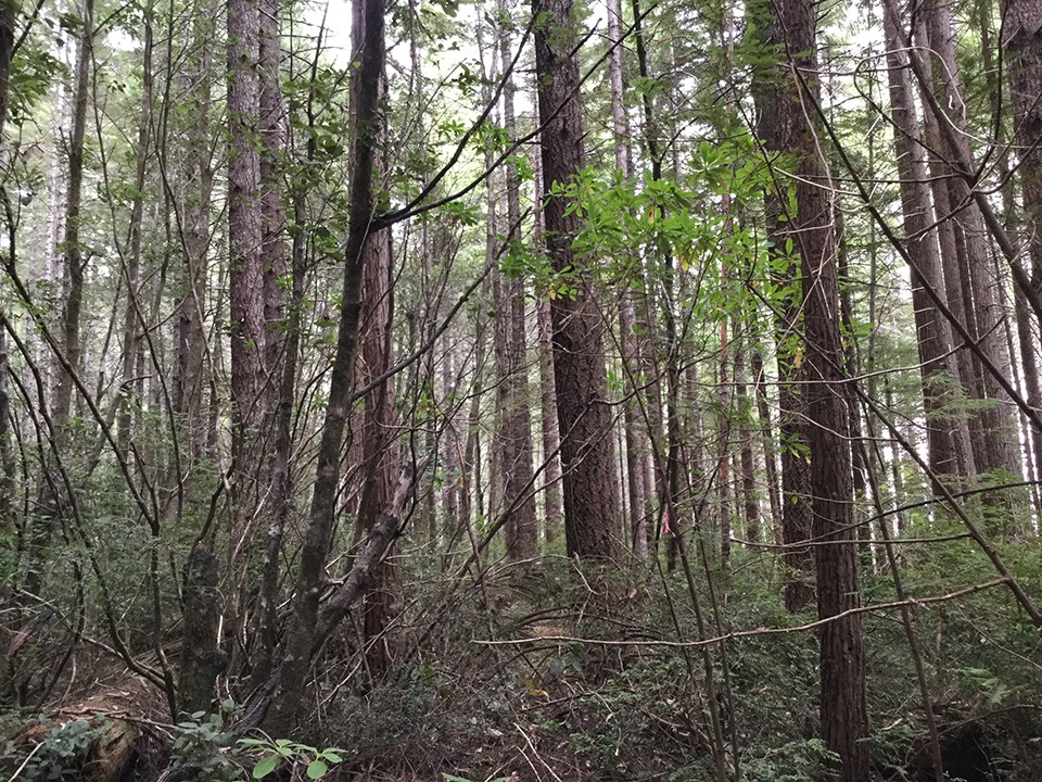 Old-growth forest