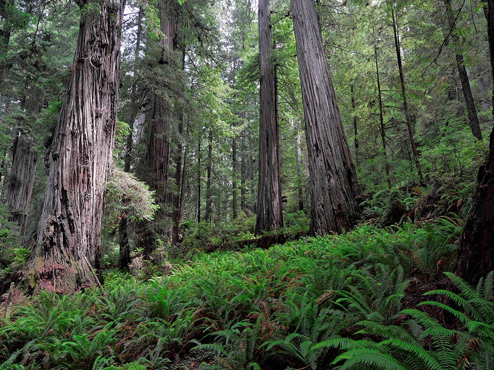 Old-growth forest