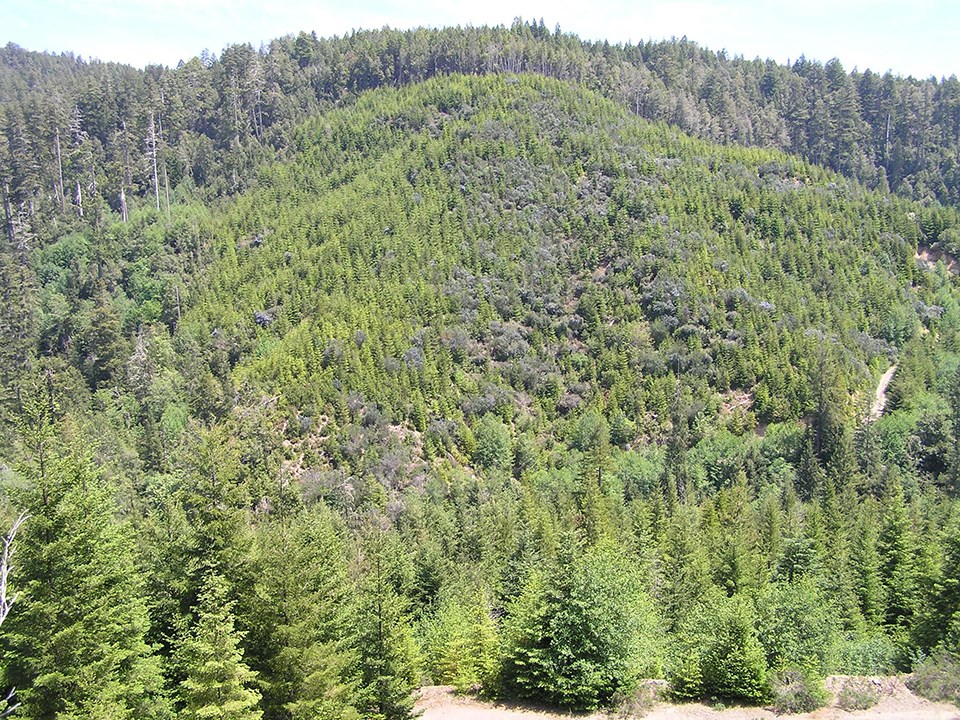 Hillside with old-growth trees on a ridge and second-growth on the facing slope.