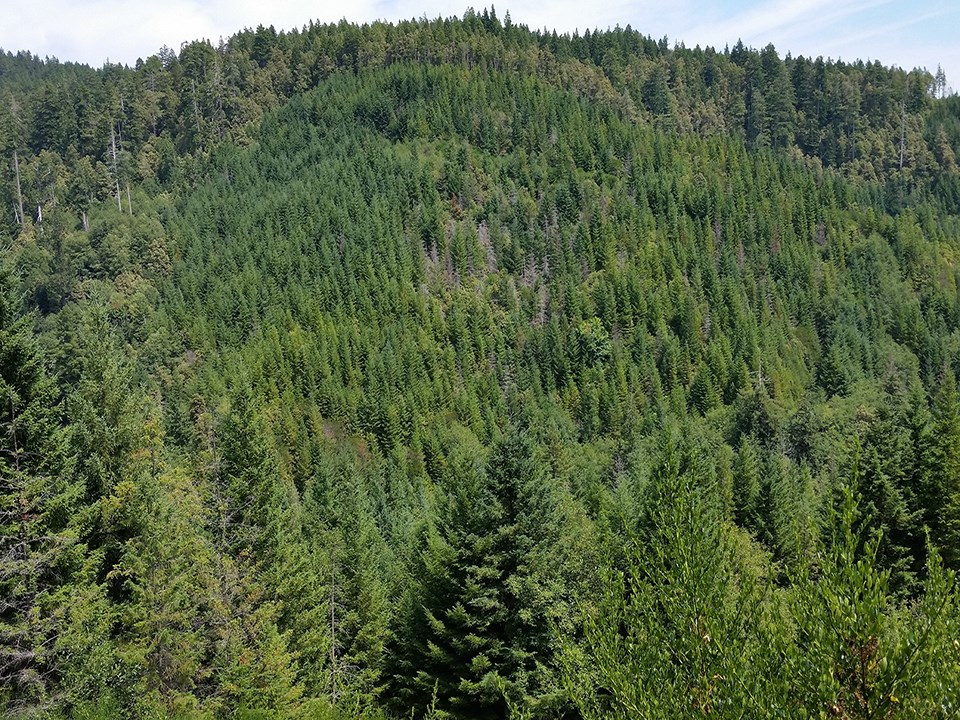 Hillside with old-growth trees on a ridge and second-growth on the facing slope.