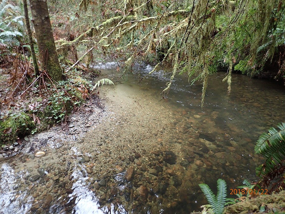 A creek flows over cobbles and past trees and ferns.