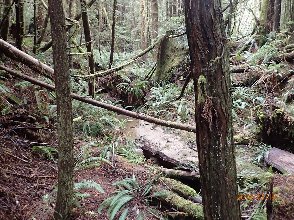 A creek flows over cobbles and past trees and ferns.