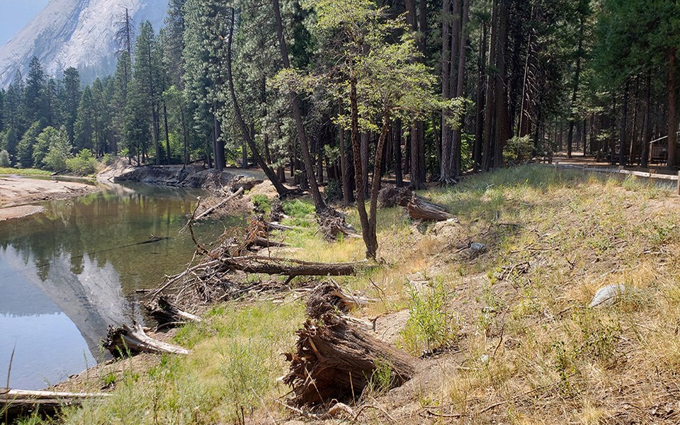 Housekeeping Camp riverbank before restoration with more bare ground.