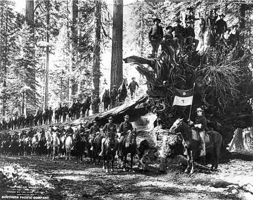 Large group of soldiers standing on a fallen giant sequoia