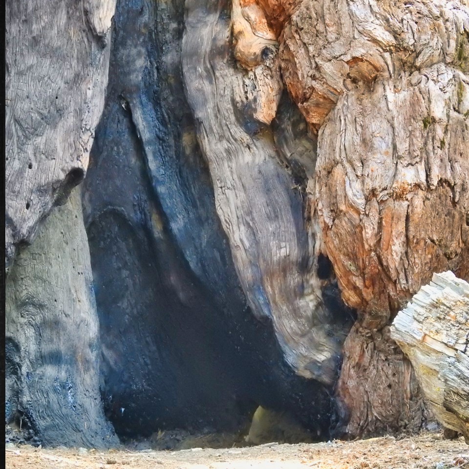 Bearded man with rifle stands at base of Giant Sequoia.