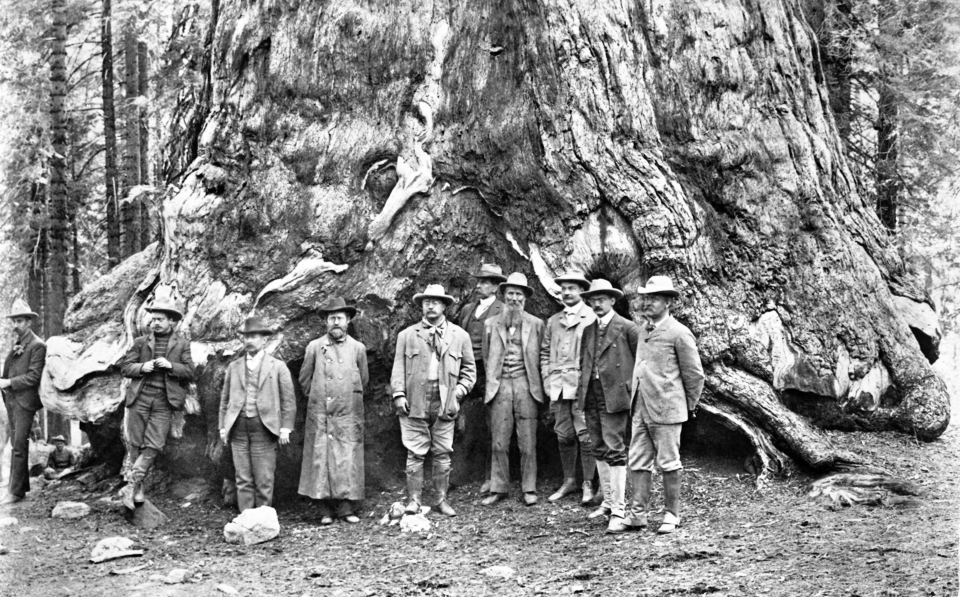 A group of men including President Roosevelt and John Muir at the base of a giant sequoia.