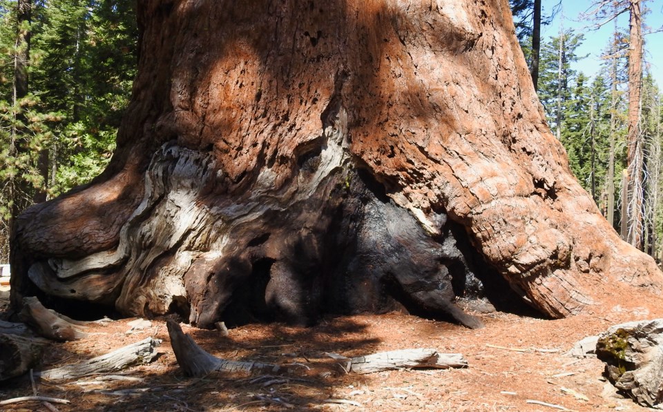 A group of men including President Roosevelt and John Muir at the base of a giant sequoia.