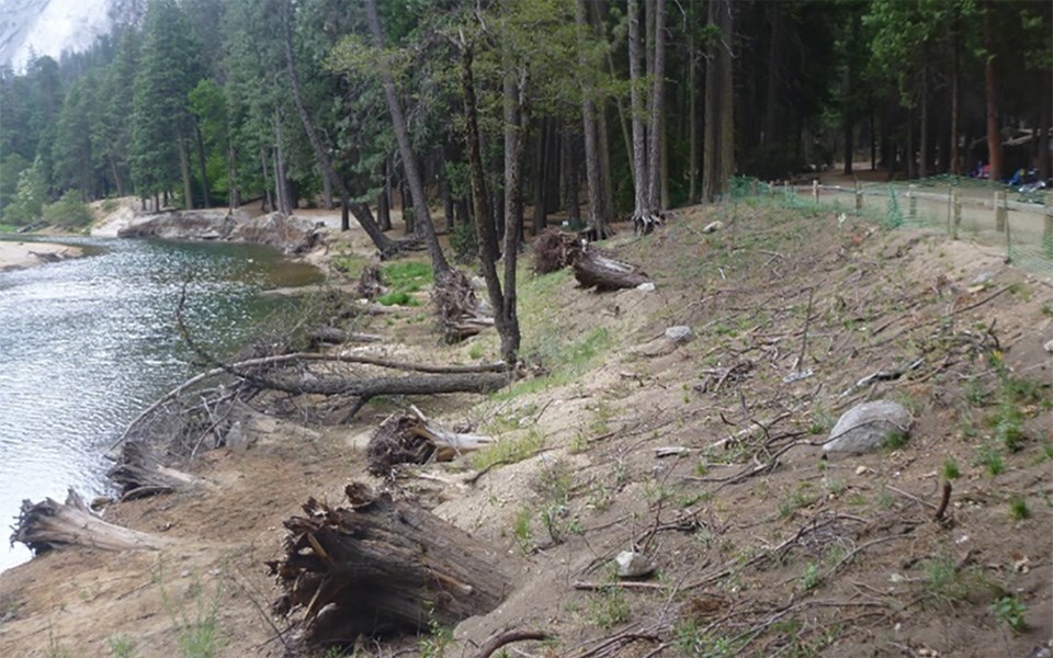 Housekeeping Camp riverbank before restoration with more bare ground.