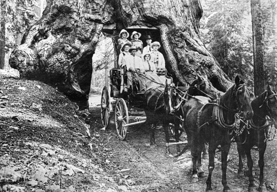 A wagon with a group of people in it driving through a giant sequoia.