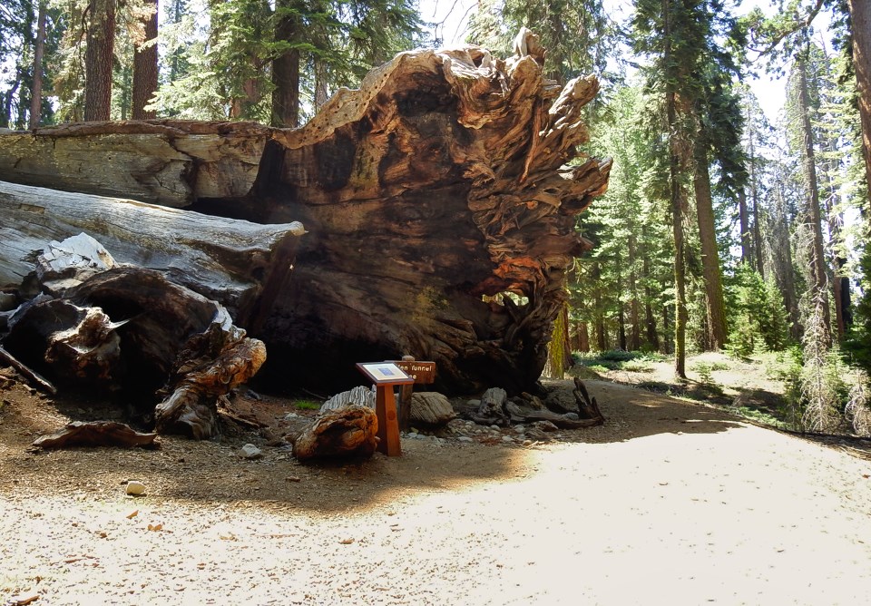 A wagon with a group of people in it driving through a giant sequoia.