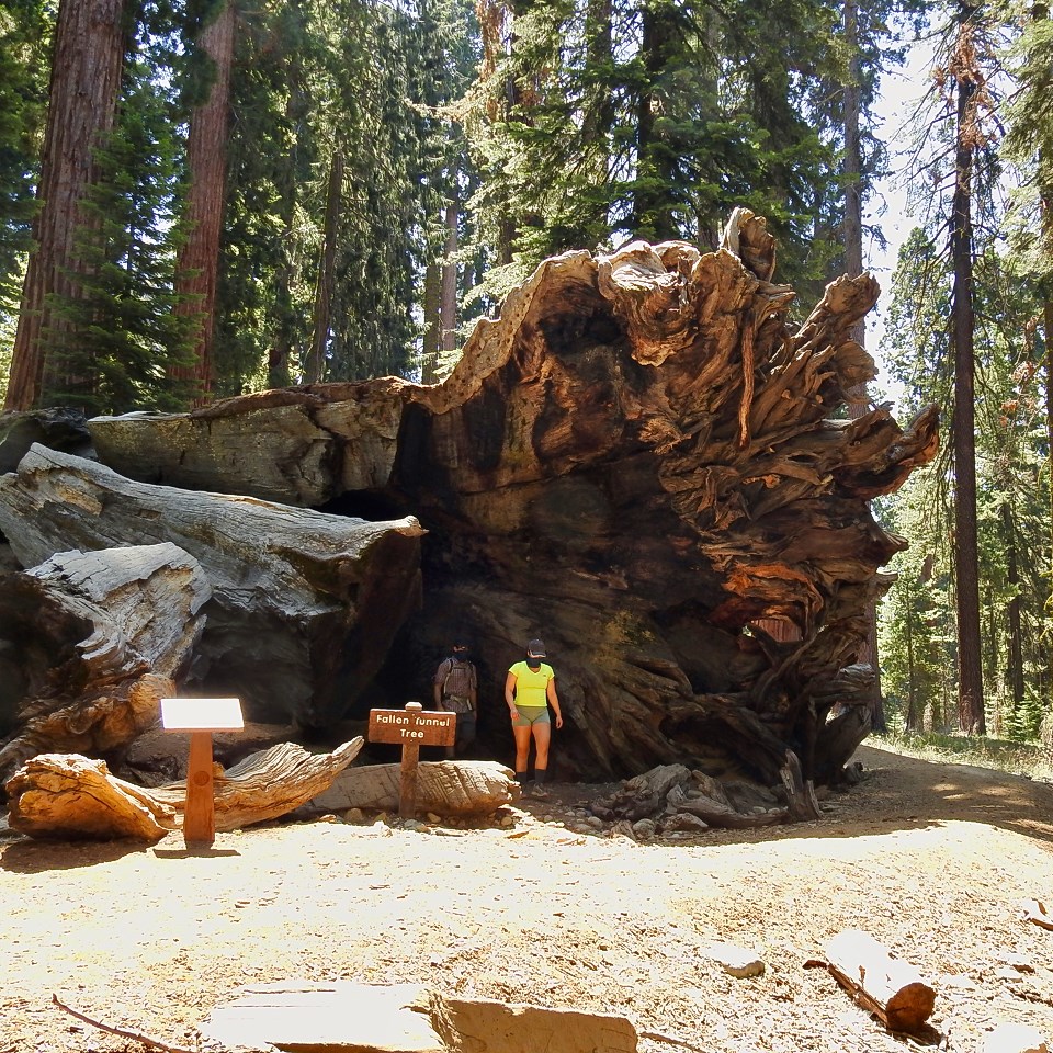 President Taft and John Muir in a wagon driving through a Giant Sequoia