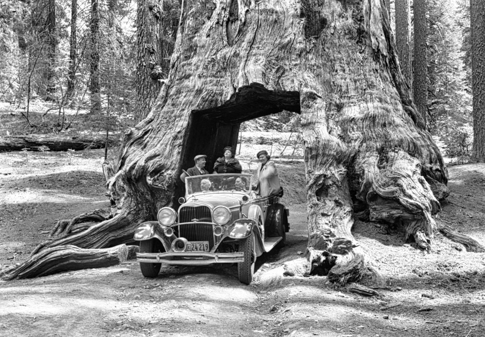 A car with several men drive through a giant sequoia.