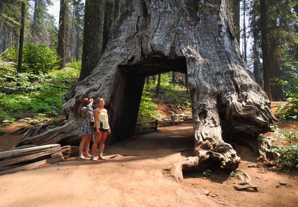 A car with several men drive through a giant sequoia.