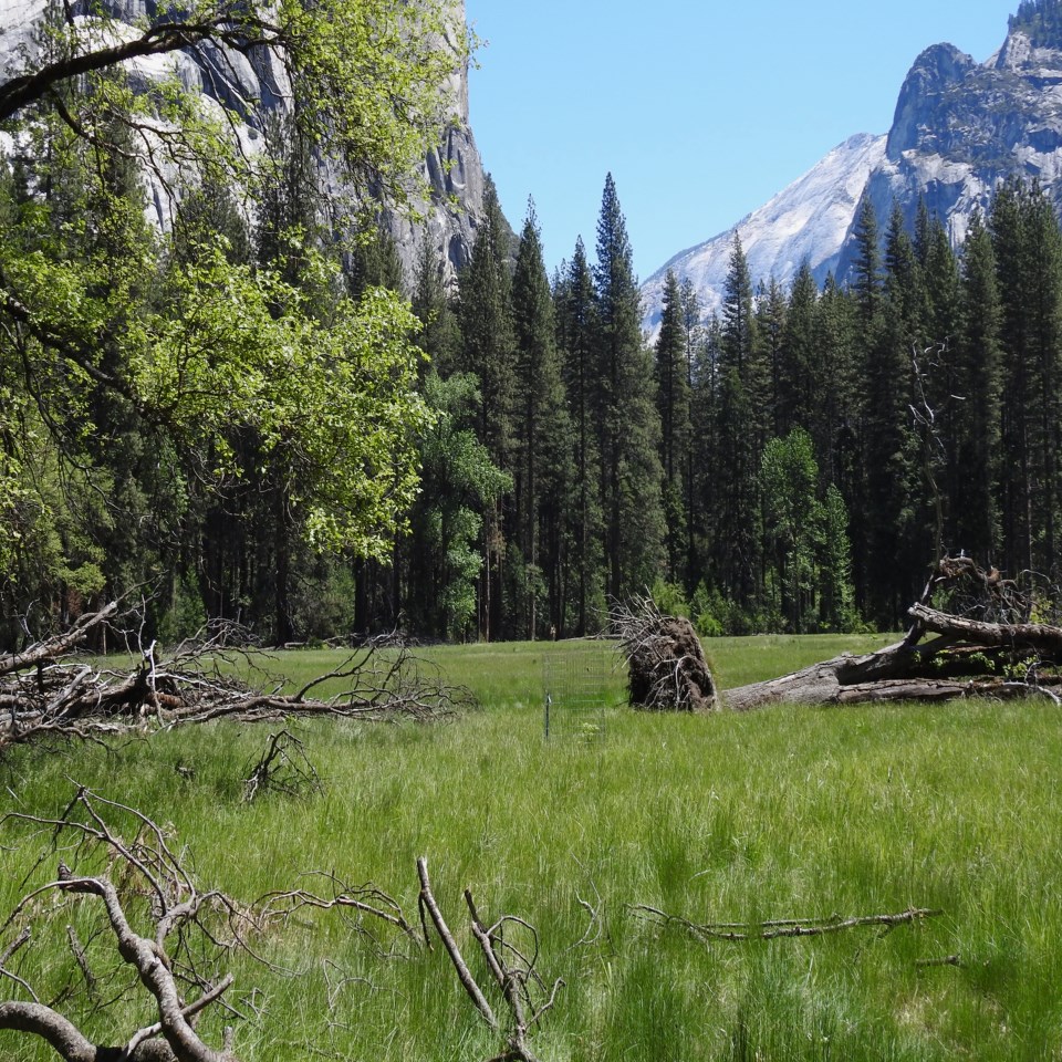 Cars, tents, and people in a meadow with trees and cliffs in background