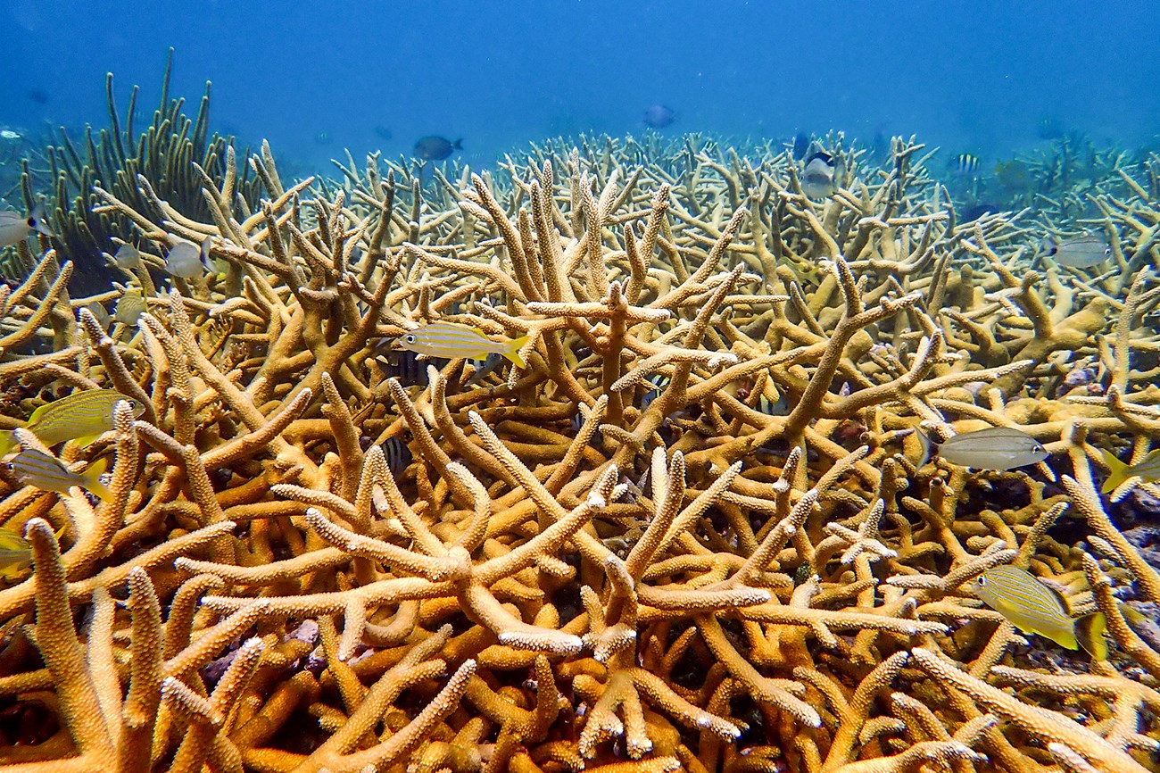 Well-named staghorn coral grows in a dense tangle. Bright orange tines of coral stick out in every direction.
